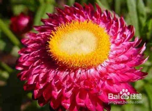 不同种类鲜花的护肤功效