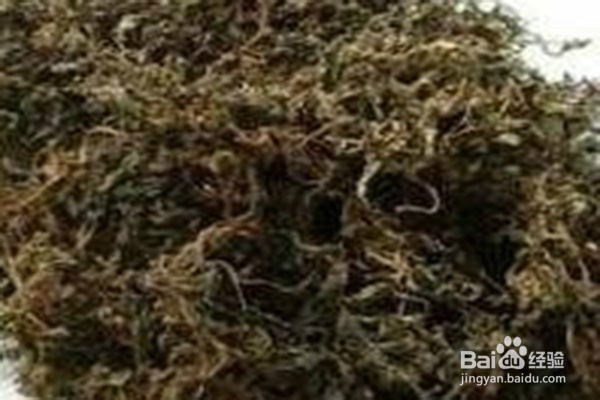 草药就在我们身边：马齿苋