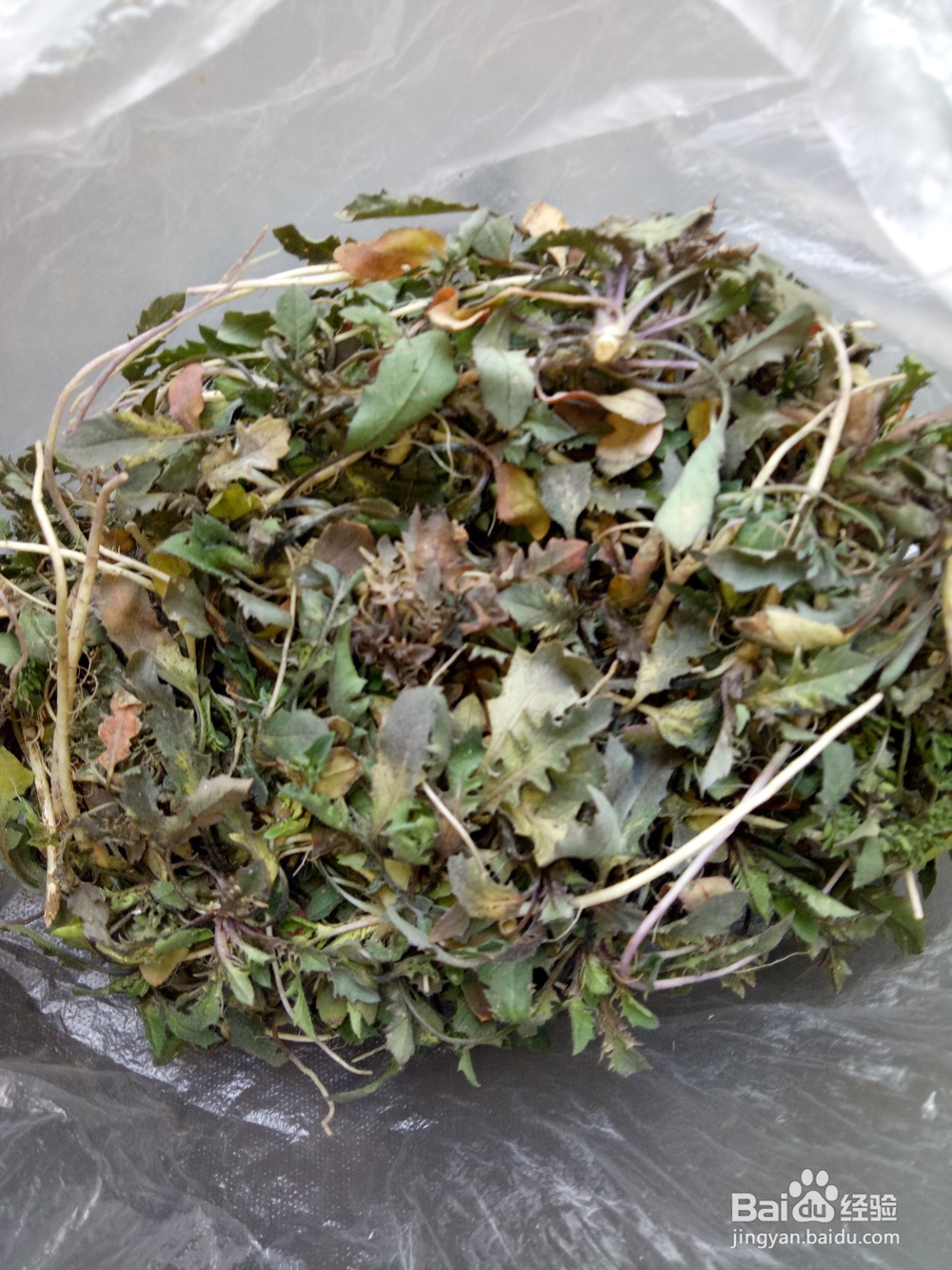 荠菜炒鸡蛋,好吃简单的做法