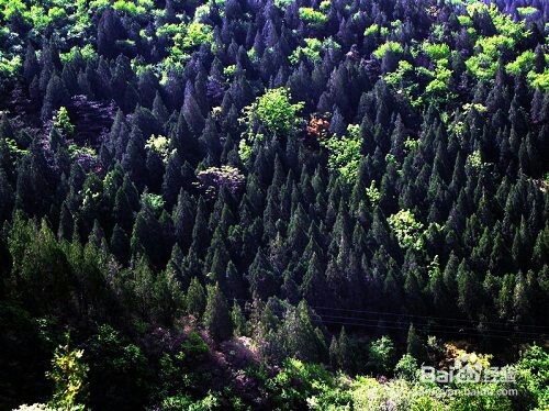 森鑫森林公园攻略