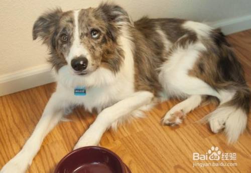 狗狗肚子痛的表现和处理方法 百度经验