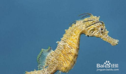 海马是怎么繁殖后代的