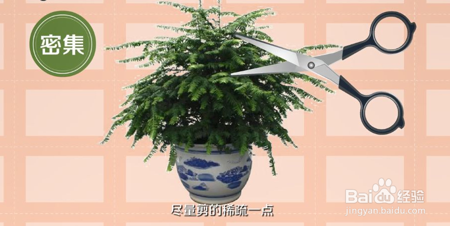 红豆杉整形修剪图片