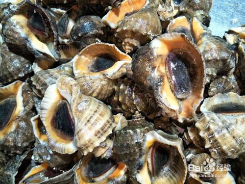 海螺怎样洗才能洗干净