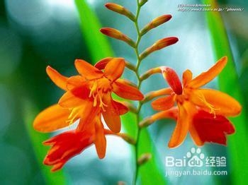 脱发与前列腺炎有关系吗