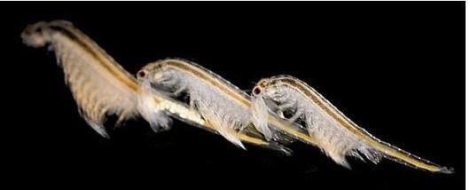 丰年虫对自然环境的作用