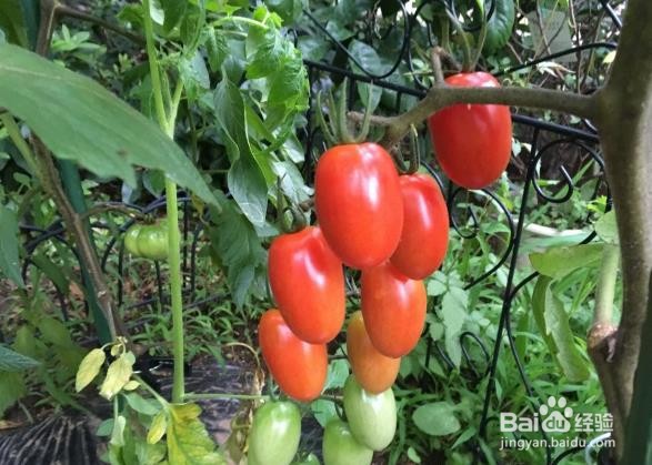 西红柿不红的原因