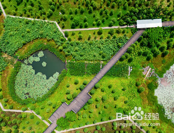 广州大观湿地公园在哪里？