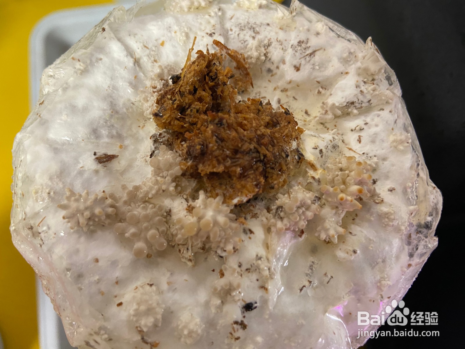 家庭种植蘑菇,一周吃上自己种的蘑菇