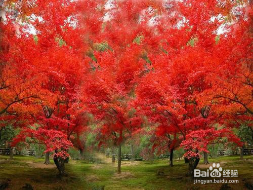 红枫的养殖方法和注意事项