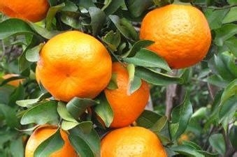 衢州有什么特产？