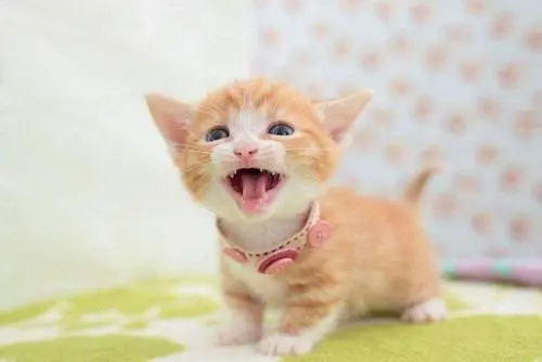 小猫几个月断奶