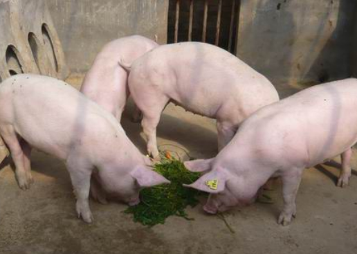 猪是怎么来的？猪什么时候开始有的