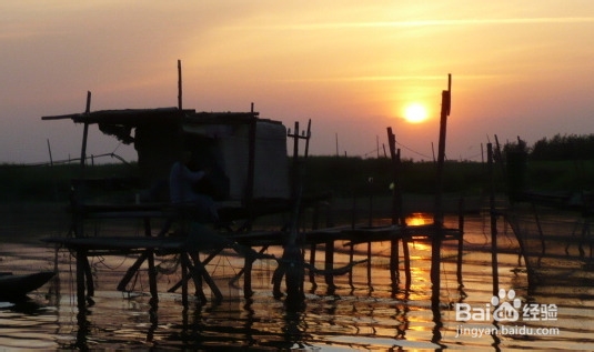 白洋淀一日游 荷花森林中飞翔