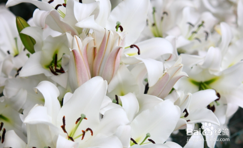 百合花的作用#校园分享#