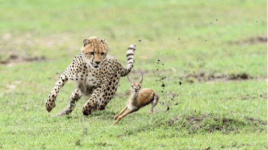 什么东西比猎豹更快