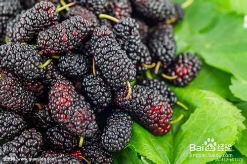 桑葚有哪些功效?