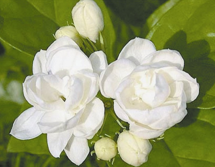 非洲茉莉花怎样修剪