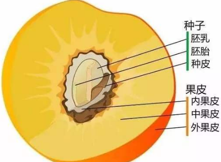 从植物的角度来分析下列植物的可吃部分属于什么结构？苹果、核桃、葡萄
