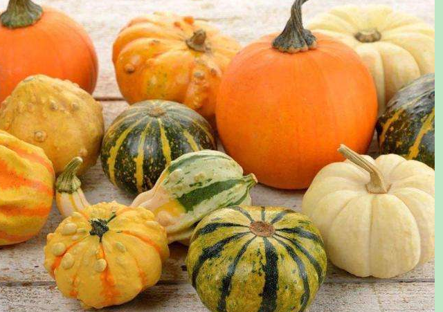 盆栽南瓜人工授粉后能光长蔓不结果因为什么