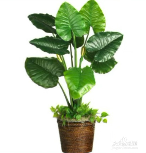 室内放什么绿植好呢