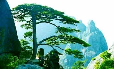 观中国各城市市树,了解中国各地风景