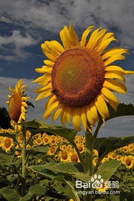 五月份有哪些花?