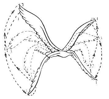 快速瘦身的几个方法，节食恐惧症患者必看