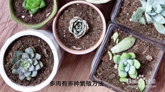 如何养殖多肉小盆栽