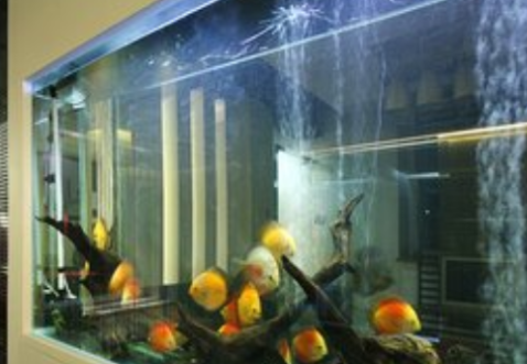 鱼缸怎么开缸养水