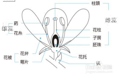 番茄花解剖图图片