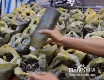 如何在家种植生菜园