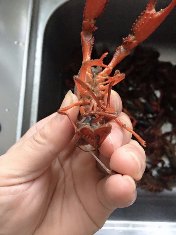 红烧香辣小龙虾
