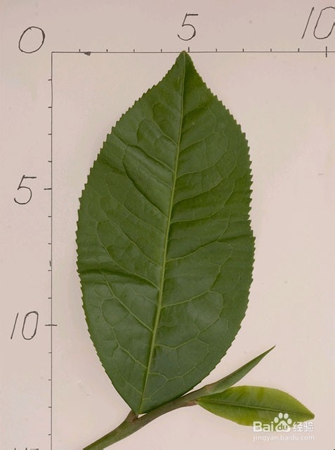 生熟普洱茶可以一起泡来喝吗