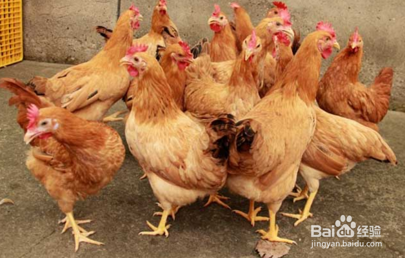 蛋鸡怎样高产