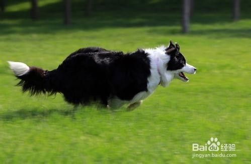 如何饲养一只边境牧羊犬