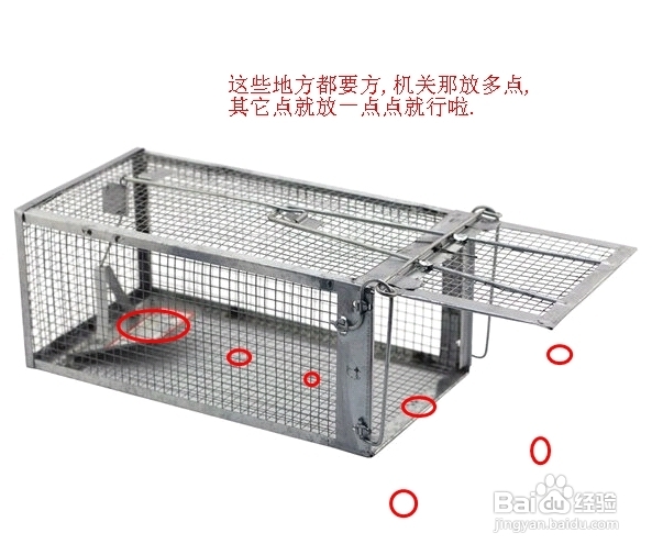 怎么抓老鼠和消灭老鼠