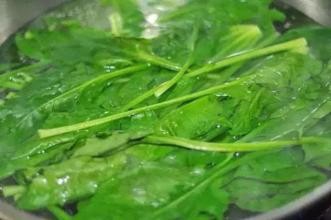 菠菜有什么医用价值?