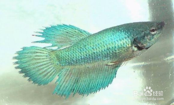 狮王斗鱼怎么分公母