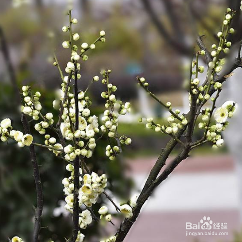 绿梅的培育方法和注意事项