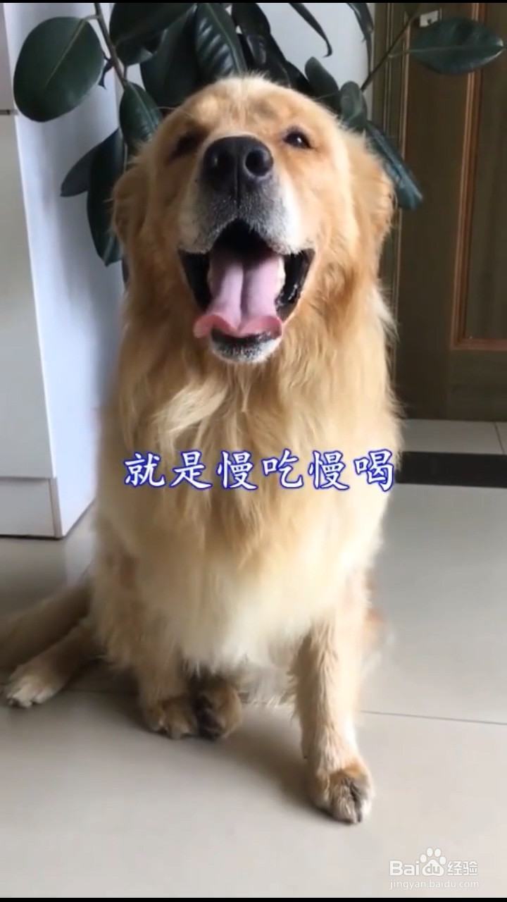 如何发现狗狗胃扭转及如何预防