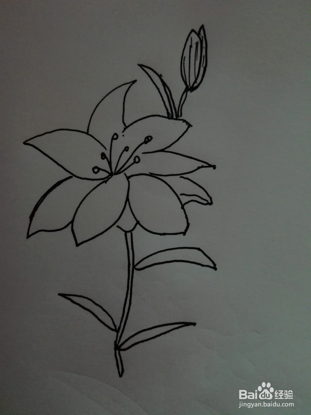 简笔画--百合花