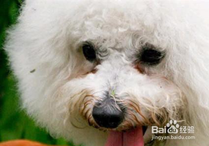 小狗眼睛下面有泪痕怎么办