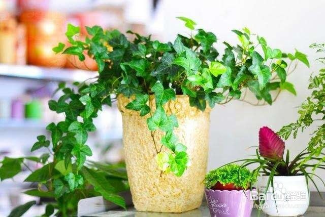 刚刚装修好的房间，放这几种植物，轻松除甲醛！