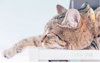 猫咪精神不好食欲不振怎么办