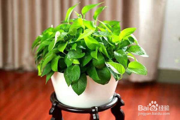 绿萝怎么养才能养的枝繁叶茂?