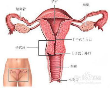 滴虫性阴炎【新】