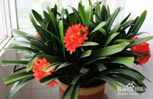 家中的君子兰怎么去养护