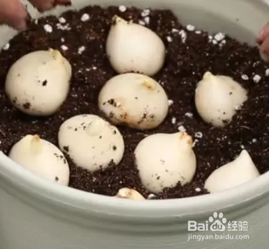 郁金香种植方法图解