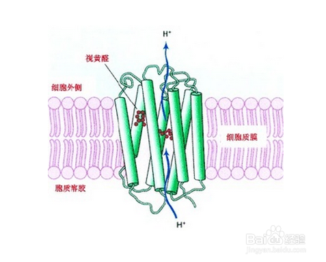 科学家发现细菌致命弱点,癌症有望治愈